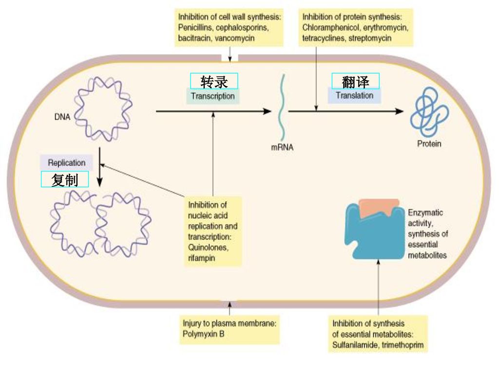 抑制细胞壁合成(cell wall synthesis 青霉素抑制细胞膜功能